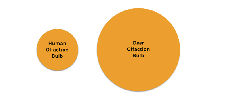 Olfaction bulbs deer vs. human Olfaction bulbs deer vs. human
